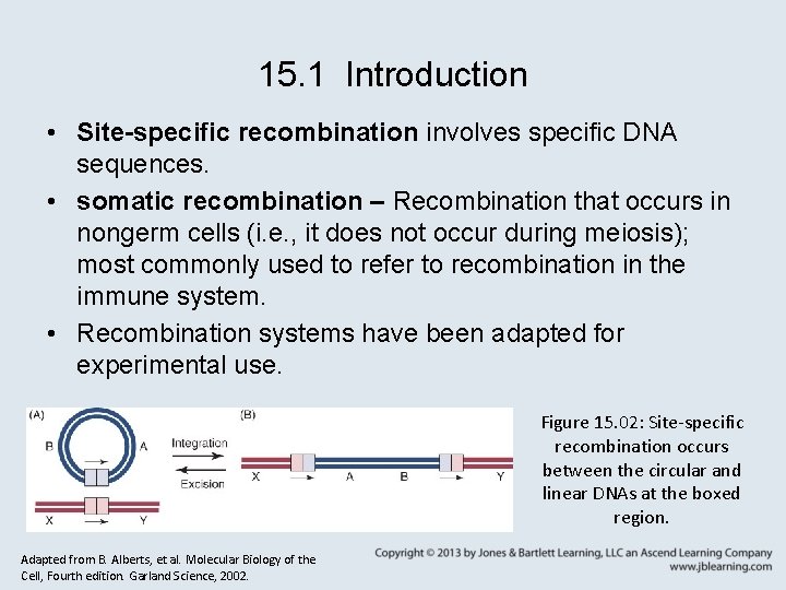 15. 1 Introduction • Site-specific recombination involves specific DNA sequences. • somatic recombination –