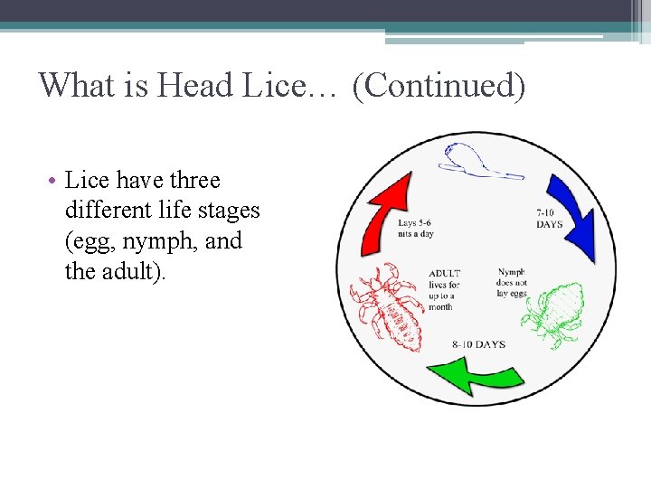 What is Head Lice… (Continued) • Lice have three different life stages (egg, nymph,