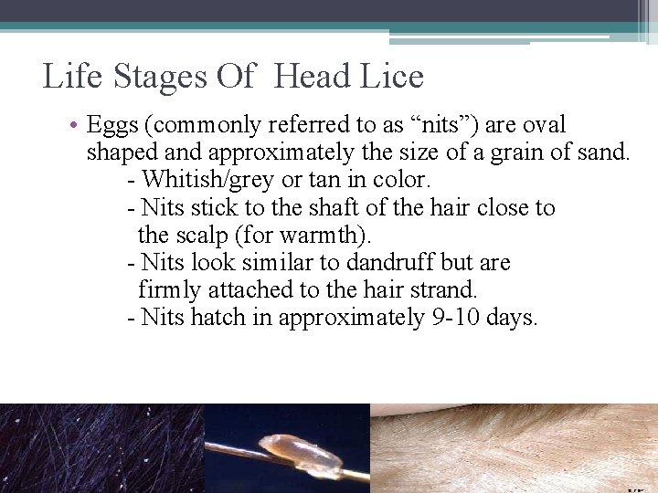 Life Stages Of Head Lice • Eggs (commonly referred to as “nits”) are oval
