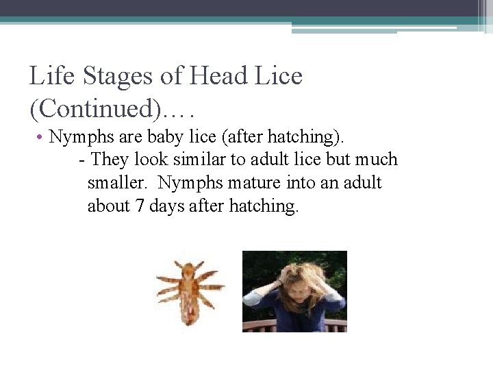 Life Stages of Head Lice (Continued)…. • Nymphs are baby lice (after hatching). -