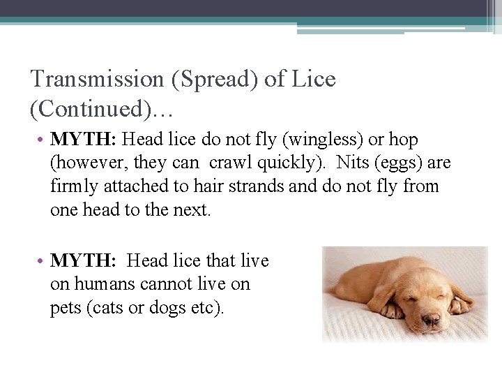 Transmission (Spread) of Lice (Continued)… • MYTH: Head lice do not fly (wingless) or