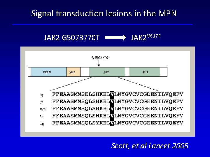 Signal transduction lesions in the MPN JAK 2 G 5073770 T JAK 2 V Signal transduction lesions in the MPN JAK 2 G 5073770 T JAK 2 V