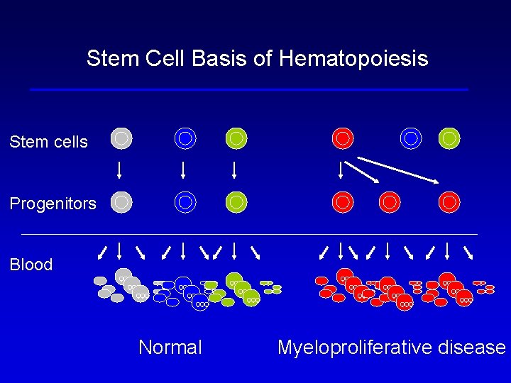 Stem Cell Basis of Hematopoiesis Stem cells Progenitors Blood Normal Myeloproliferative disease Stem Cell Basis of Hematopoiesis Stem cells Progenitors Blood Normal Myeloproliferative disease