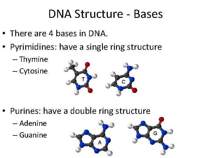 DNA Structure - Bases • There are 4 bases in DNA. • Pyrimidines: have