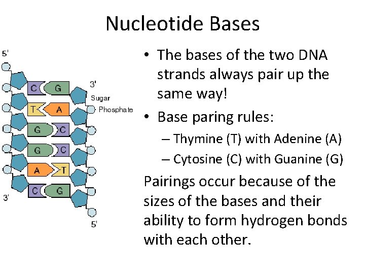 Nucleotide Bases • The bases of the two DNA strands always pair up the