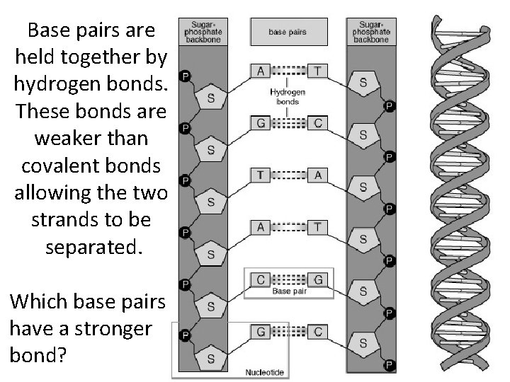 Base pairs are held together by hydrogen bonds. These bonds are weaker than covalent
