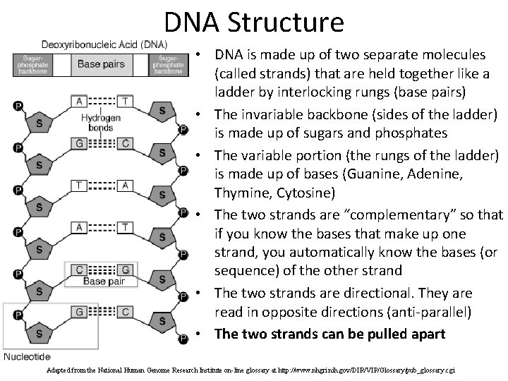 DNA Structure • DNA is made up of two separate molecules (called strands) that