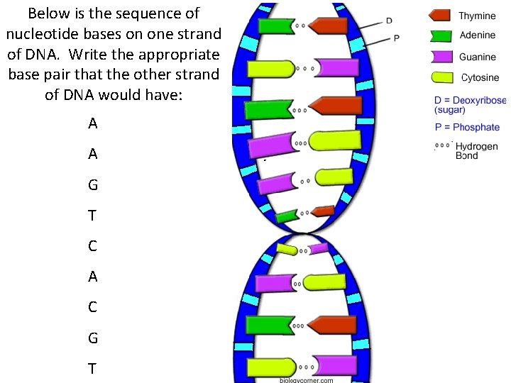 Below is the sequence of nucleotide bases on one strand of DNA. Write the