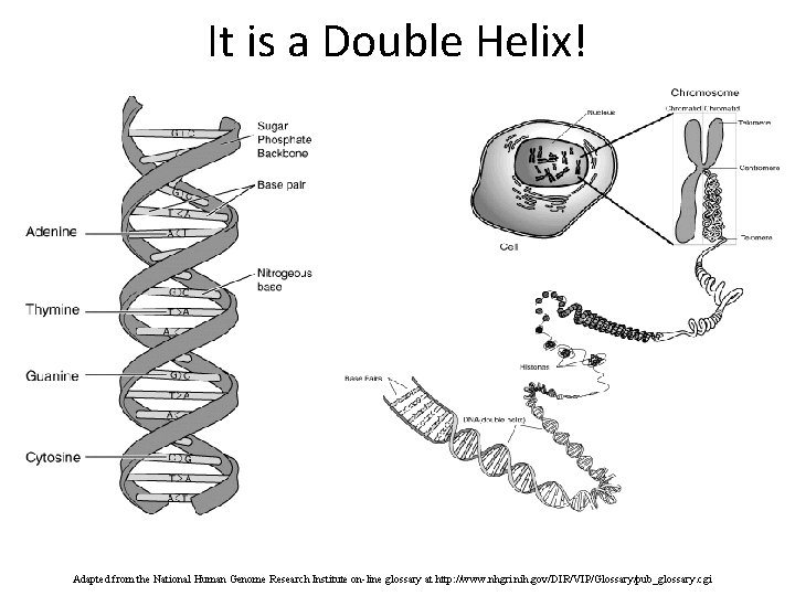It is a Double Helix! Adapted from the National Human Genome Research Institute on-line