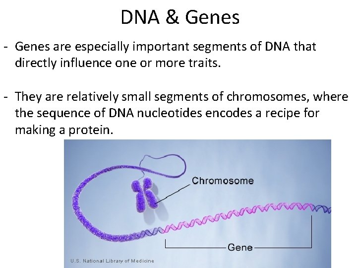 DNA & Genes - Genes are especially important segments of DNA that directly influence