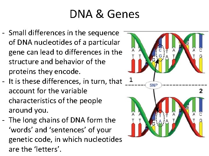 DNA & Genes - Small differences in the sequence of DNA nucleotides of a