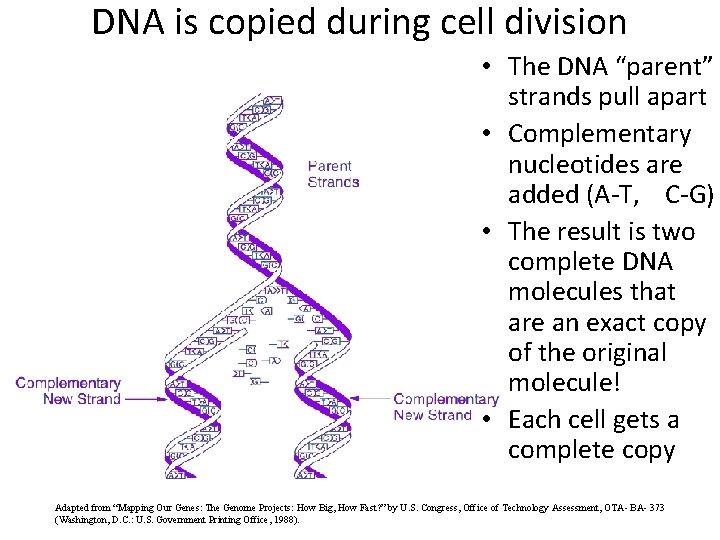 DNA is copied during cell division • The DNA “parent” strands pull apart •