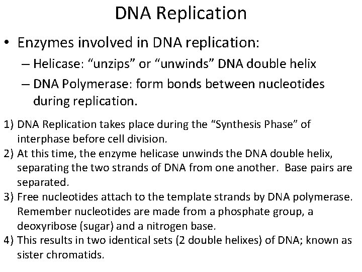 DNA Replication • Enzymes involved in DNA replication: – Helicase: “unzips” or “unwinds” DNA