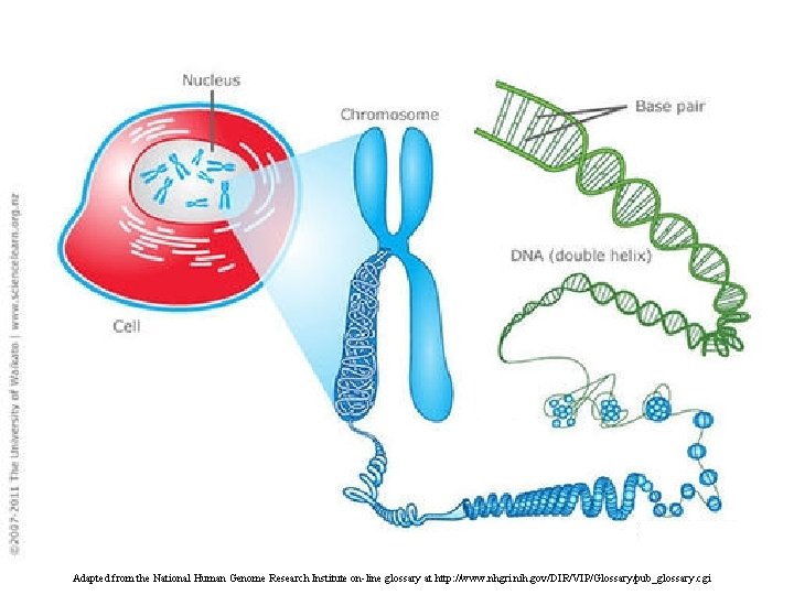 Adapted from the National Human Genome Research Institute on-line glossary at http: //www. nhgri.