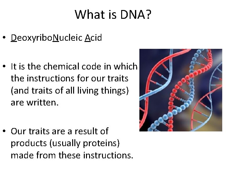 What is DNA? • Deoxyribo. Nucleic Acid • It is the chemical code in