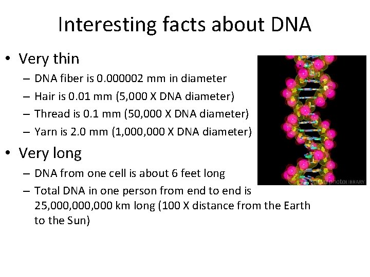 Interesting facts about DNA • Very thin – – DNA fiber is 0. 000002