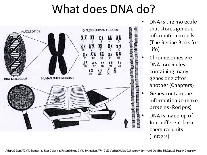 What does DNA do? • DNA is the molecule that stores genetic information in