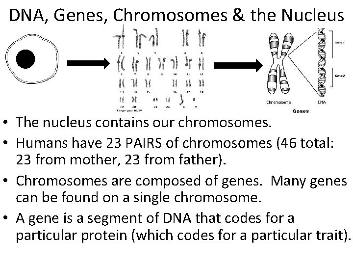 DNA, Genes, Chromosomes & the Nucleus • The nucleus contains our chromosomes. • Humans