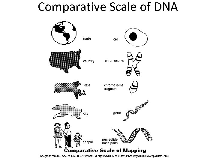 Comparative Scale of DNA Adapted from the Access Excellence website at http: //www. accessexcellence.