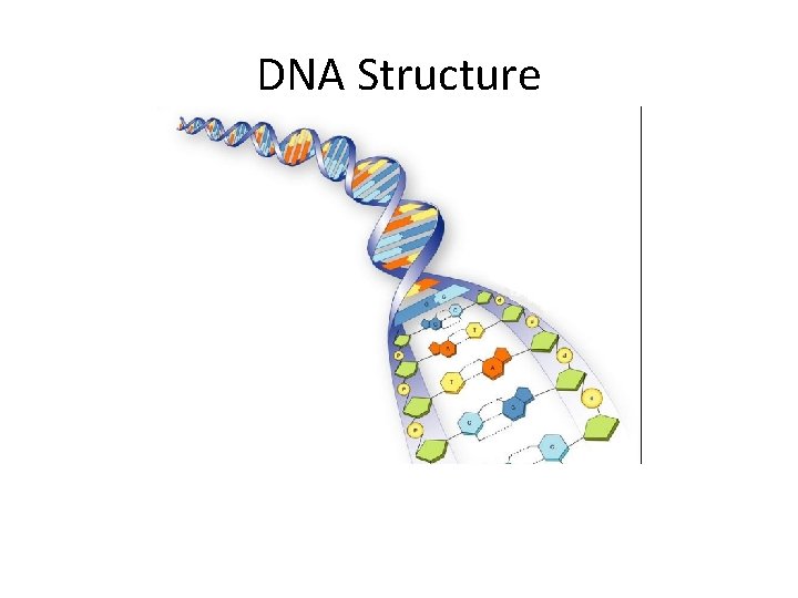 DNA Structure 