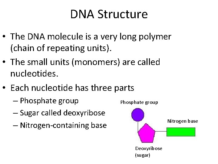 DNA Structure • The DNA molecule is a very long polymer (chain of repeating