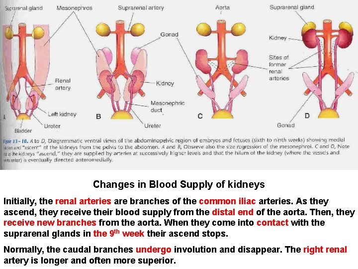 Changes in Blood Supply of kidneys Initially, the renal arteries are branches of the