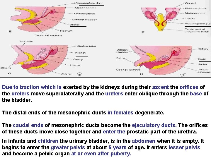 Due to traction which is exerted by the kidneys during their ascent the orifices