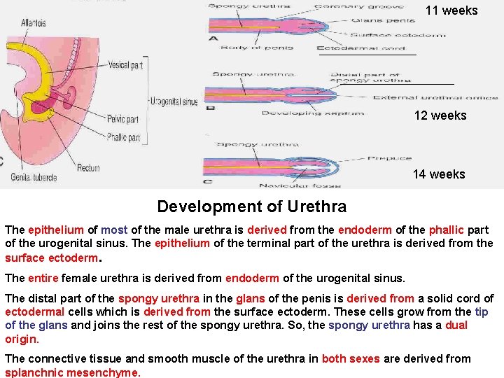 11 weeks 12 weeks 14 weeks Development of Urethra The epithelium of most of