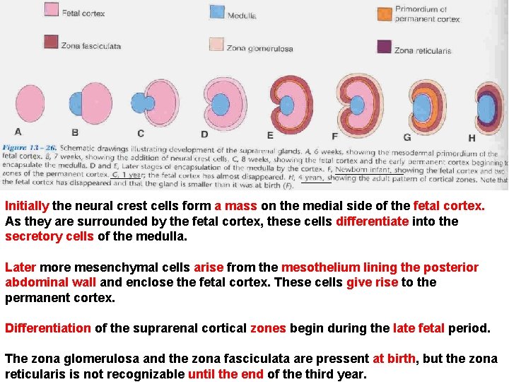 Initially the neural crest cells form a mass on the medial side of the
