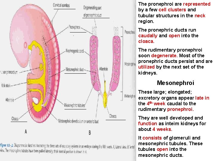 The pronephroi are represented by a few cell clusters and tubular structures in the
