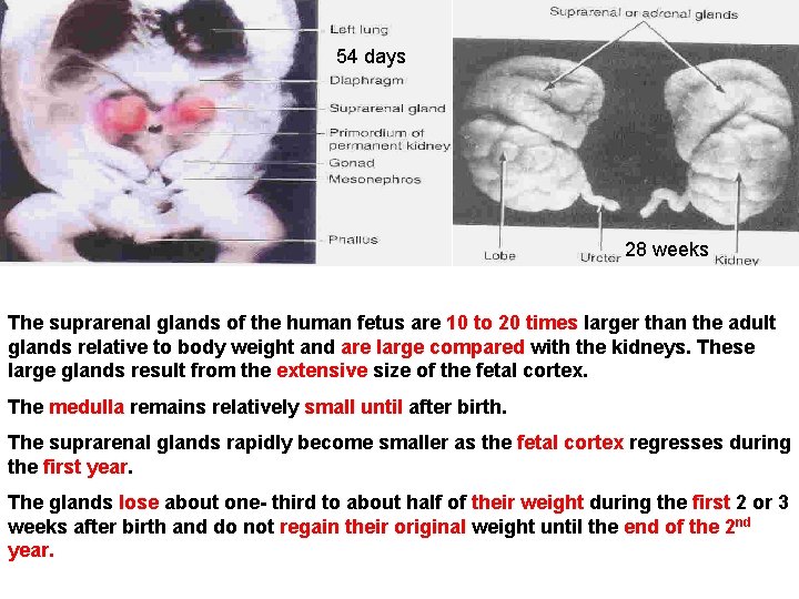 54 days 28 weeks The suprarenal glands of the human fetus are 10 to