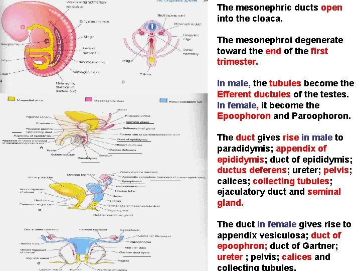 The mesonephric ducts open into the cloaca. The mesonephroi degenerate toward the end of