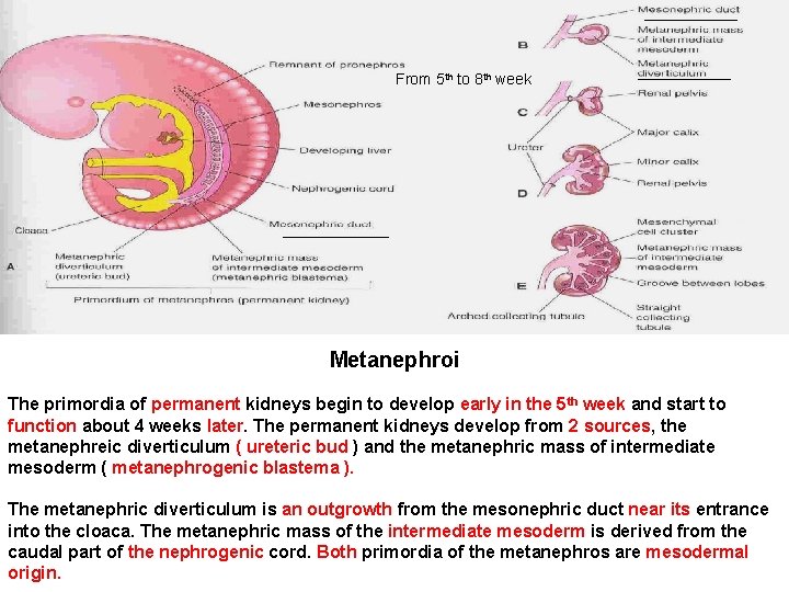 From 5 th to 8 th week Metanephroi The primordia of permanent kidneys begin