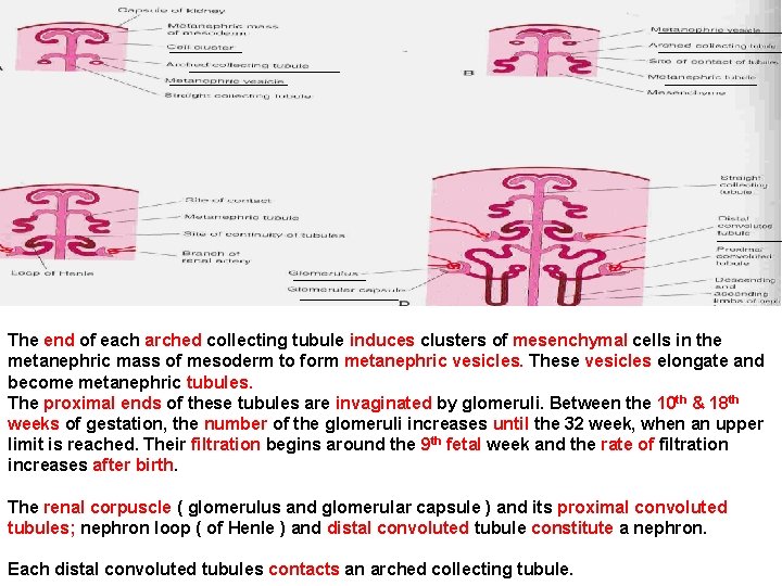 The end of each arched collecting tubule induces clusters of mesenchymal cells in the
