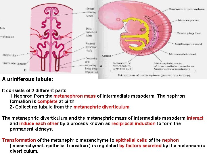 A uriniferous tubule: It consists of 2 different parts 1. Nephron from the metanephron