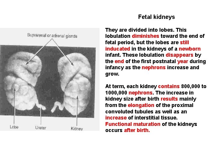Fetal kidneys They are divided into lobes. This lobulation diminishes toward the end of