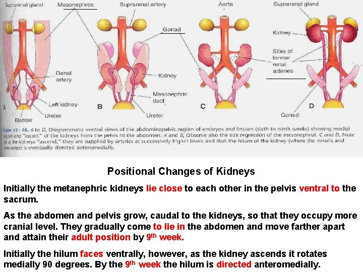 Positional Changes of Kidneys Initially the metanephric kidneys lie close to each other in