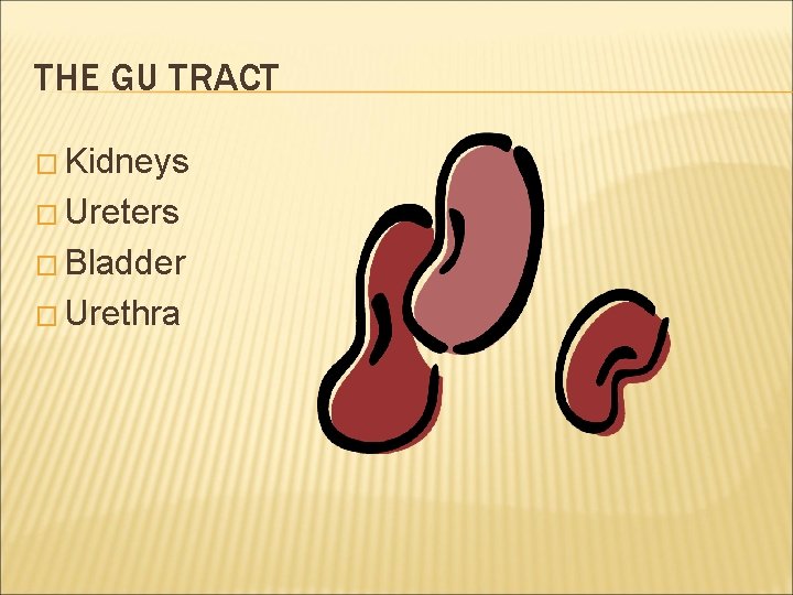 THE GU TRACT � Kidneys � Ureters � Bladder � Urethra 