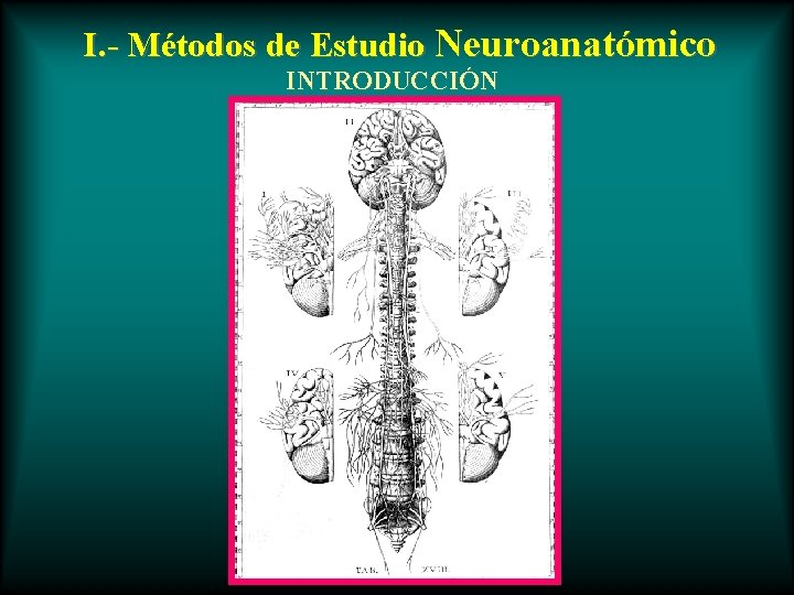 I. - Métodos de Estudio Neuroanatómico INTRODUCCIÓN 