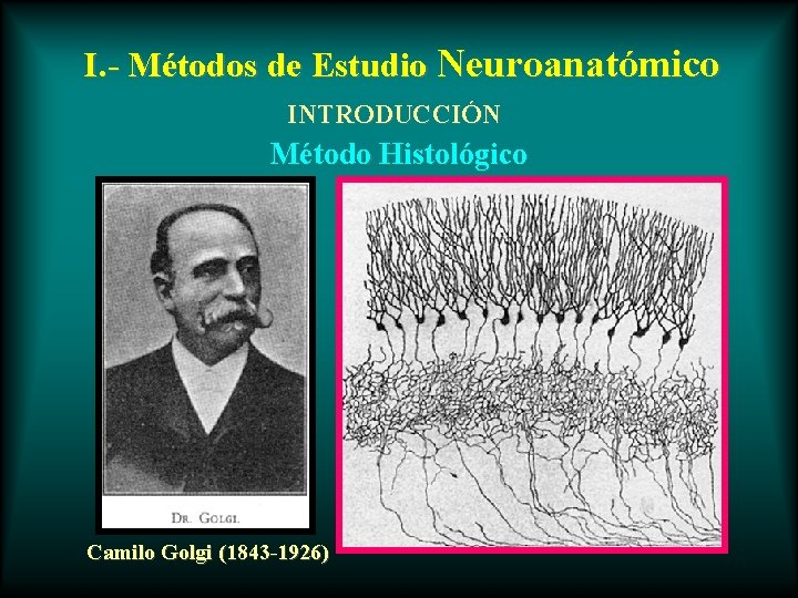 I. - Métodos de Estudio Neuroanatómico INTRODUCCIÓN Método Histológico Camilo Golgi (1843 -1926) 