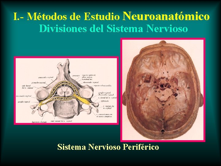 I. - Métodos de Estudio Neuroanatómico Divisiones del Sistema Nervioso Periférico 