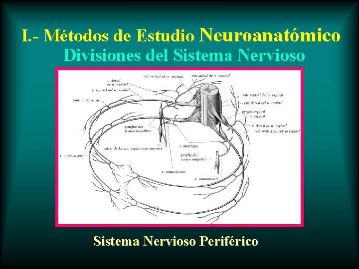 I. - Métodos de Estudio Neuroanatómico Divisiones del Sistema Nervioso Periférico 