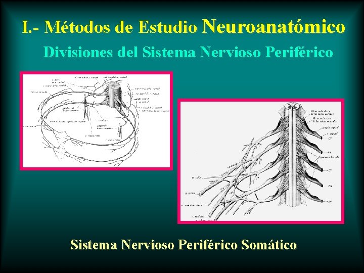 I. - Métodos de Estudio Neuroanatómico Divisiones del Sistema Nervioso Periférico Somático 