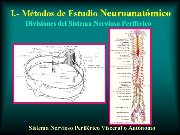 I. - Métodos de Estudio Neuroanatómico Divisiones del Sistema Nervioso Periférico Visceral o Autónomo