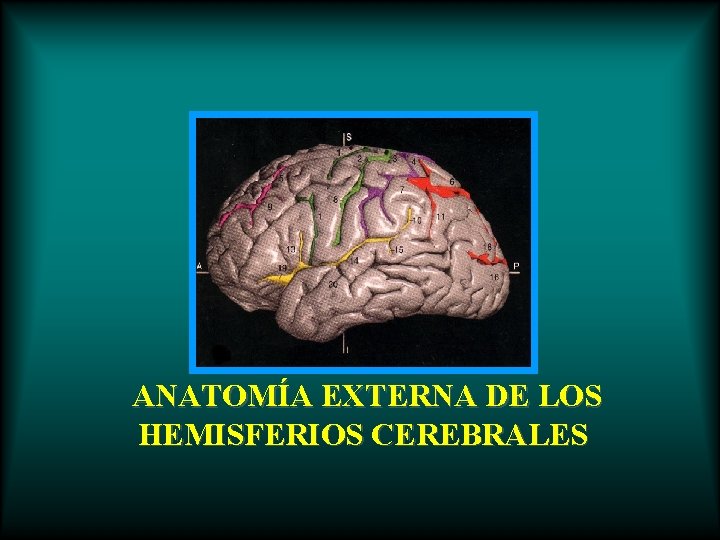 ANATOMÍA EXTERNA DE LOS HEMISFERIOS CEREBRALES 