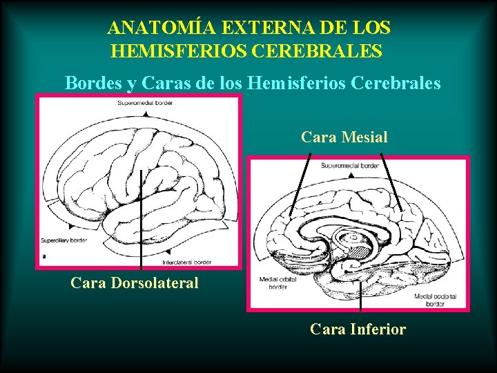 ANATOMÍA EXTERNA DE LOS HEMISFERIOS CEREBRALES Bordes y Caras de los Hemisferios Cerebrales Cara