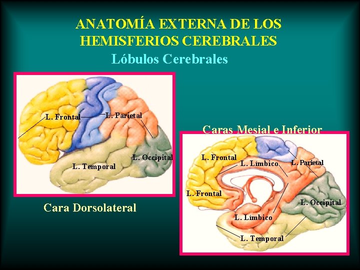 ANATOMÍA EXTERNA DE LOS HEMISFERIOS CEREBRALES Lóbulos Cerebrales L. Frontal L. Parietal Caras Mesial
