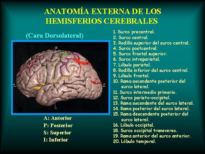 ANATOMÍA EXTERNA DE LOS HEMISFERIOS CEREBRALES (Cara Dorsolateral) A: Anterior P: Posterior S: Superior