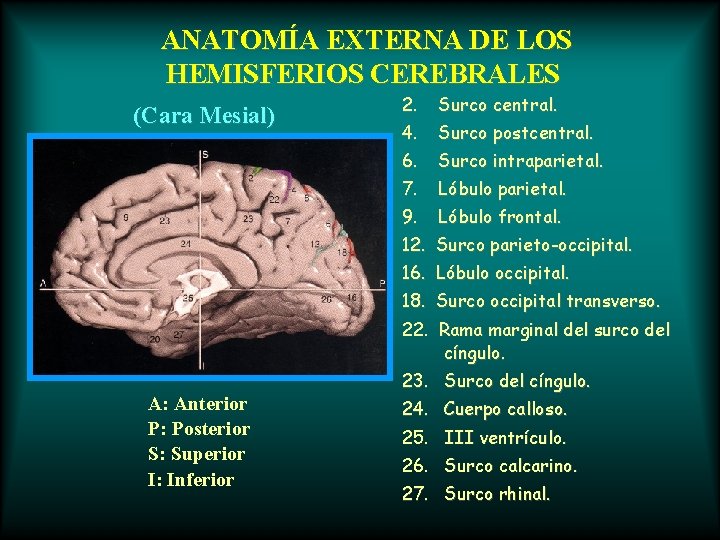 ANATOMÍA EXTERNA DE LOS HEMISFERIOS CEREBRALES (Cara Mesial) 2. Surco central. 4. Surco postcentral.