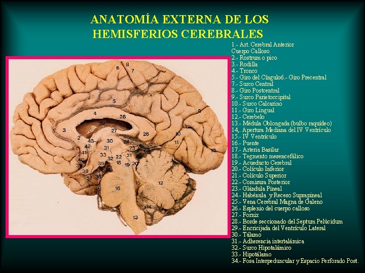 ANATOMÍA EXTERNA DE LOS HEMISFERIOS CEREBRALES 1. - Art. Cerebral Anterior Cuerpo Calloso 2.